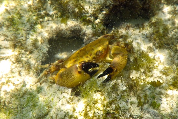 Crabs - Florida Stone Crab