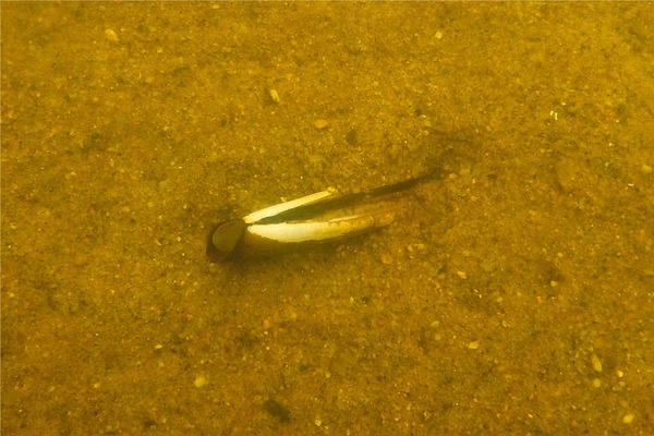 Bivalve Mollusc - Atlantic Jackknife Clam