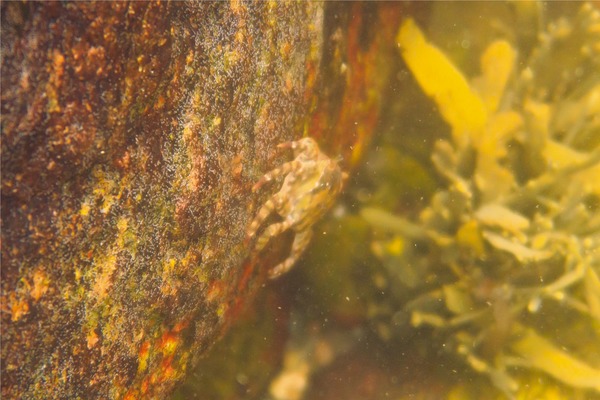 Crabs - Asian Shore Crab