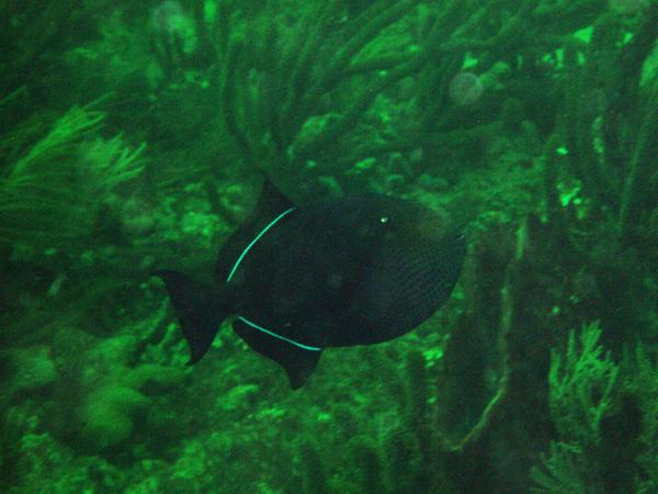 Triggerfish - Black Durgon