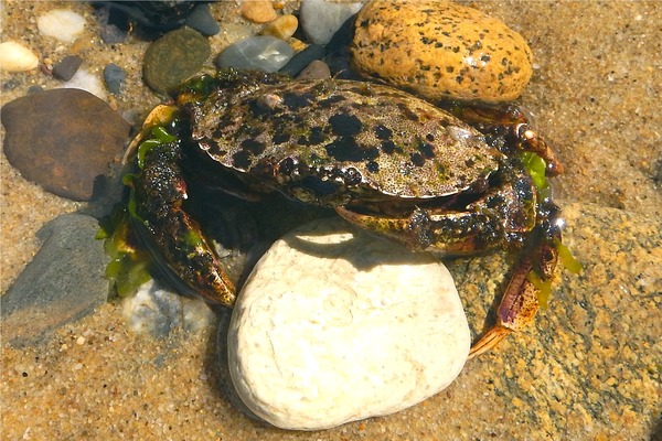 Crabs - Atlantic Rock Crab