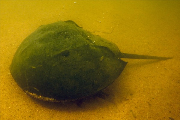 Crabs - Horseshoe Crab