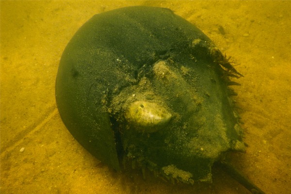 Crabs - Horseshoe Crab