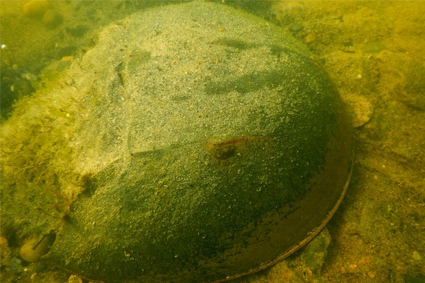 Crabs - Horseshoe Crab