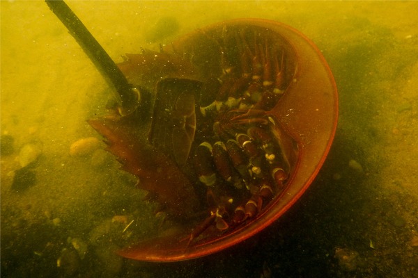 Crabs - Horseshoe Crab