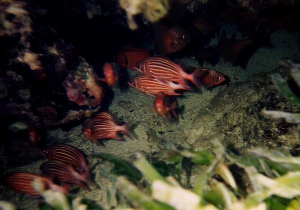 Squirrelfish - Crown Squirrelfish