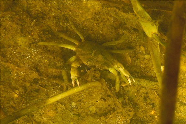 Crabs - Say Mud Crab