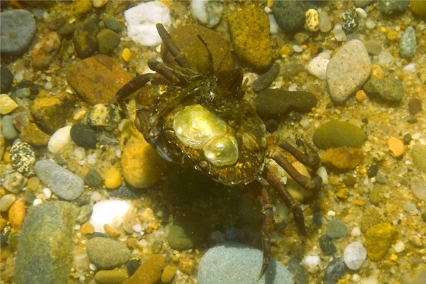 True Crabs - European Green Crab