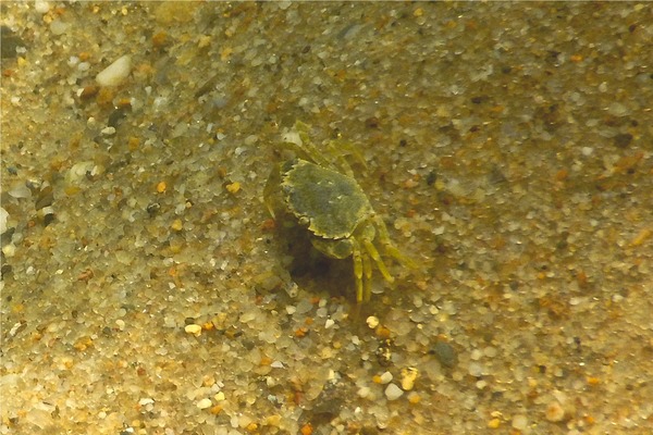 True Crabs - European Green Crab