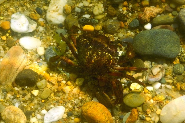 True Crabs - European Green Crab