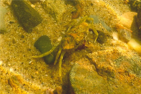 True Crabs - European Green Crab