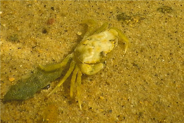 True Crabs - European Green Crab