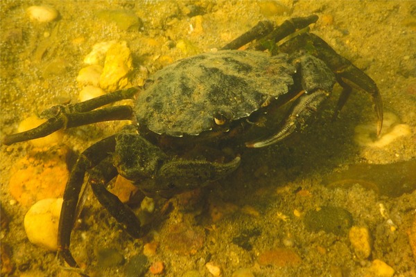 True Crabs - European Green Crab