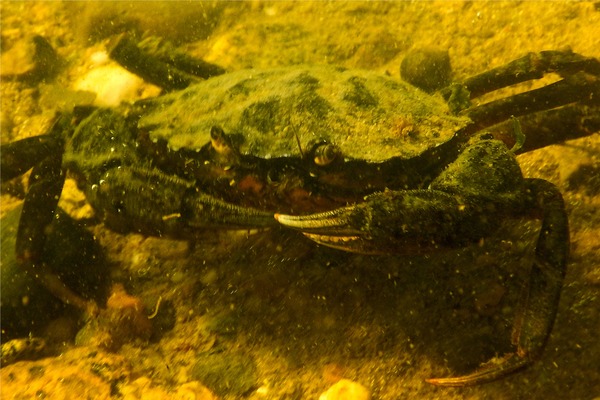 True Crabs - European Green Crab