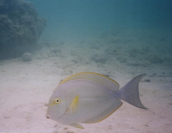 Surgeonfish - Yellowfin Surgeonfish