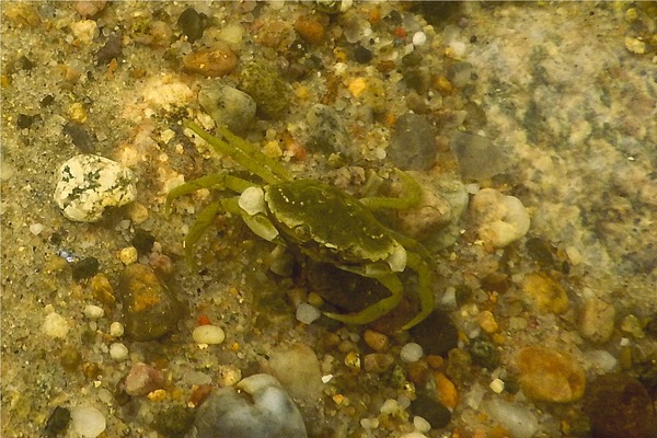 True Crabs - European Green Crab