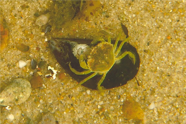 True Crabs - European Green Crab