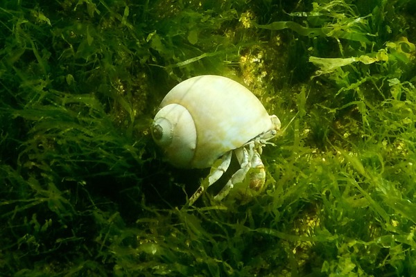 Crabs - Long Clawed Hermit Crab