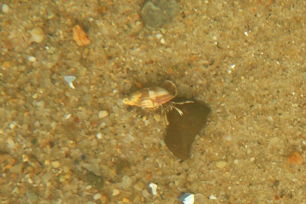 Crabs - Long Clawed Hermit Crab