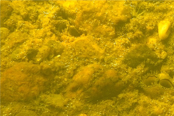 Anemones - Northern Cerianthid