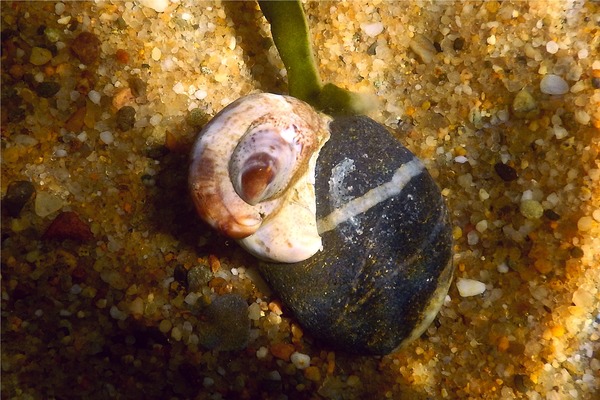 Sea Snails - Common Atlantic Slippersnail