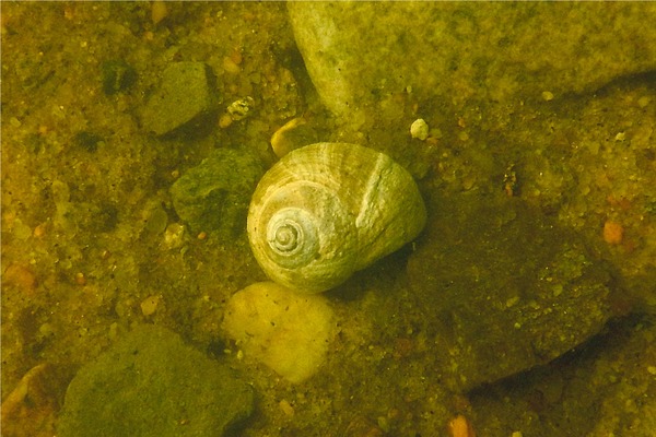 Sea Snails - Northern Moon Snail