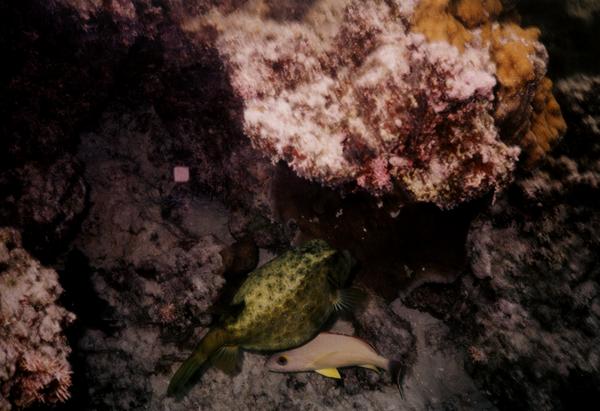 Trunkfish - Yellow Boxfish