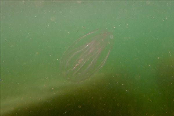 Jellyfish - Northern Comb Jellyfish