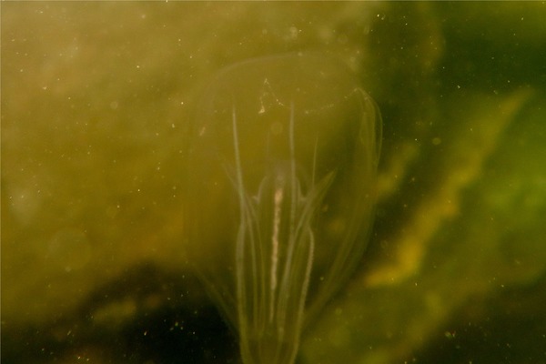 Jellyfish - Northern Comb Jellyfish