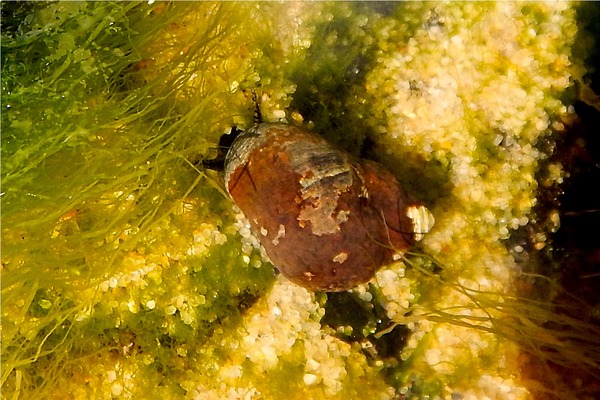 Sea Snails - Common Periwinkle