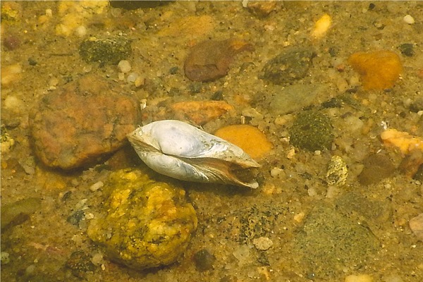 Clams - Softshell Clam