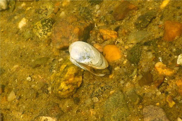 Clams - Softshell Clam