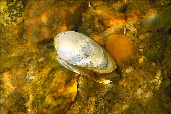 Clams - Softshell Clam