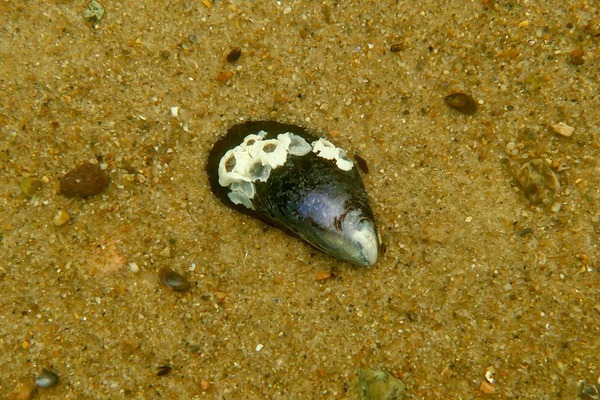 Bivalve Mollusc - Northern Horse Mussel