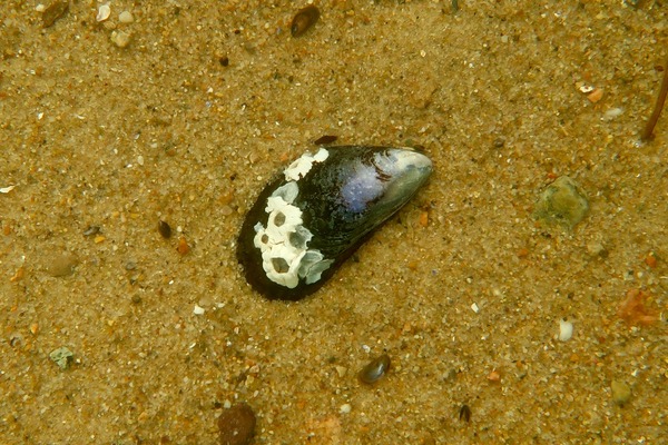 Bivalve Mollusc - Northern Horse Mussel