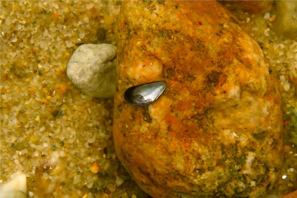 Bivalve Mollusc - Blue Mussel