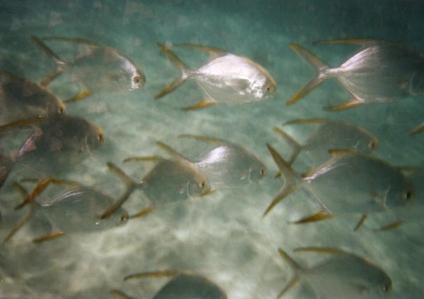 Jacks - Silver Pompano