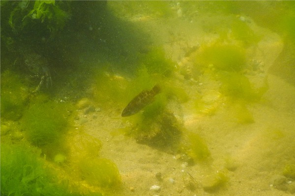 Wrasse - Tautog Wrasse - Tautog