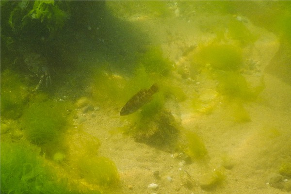 Wrasse - Tautog