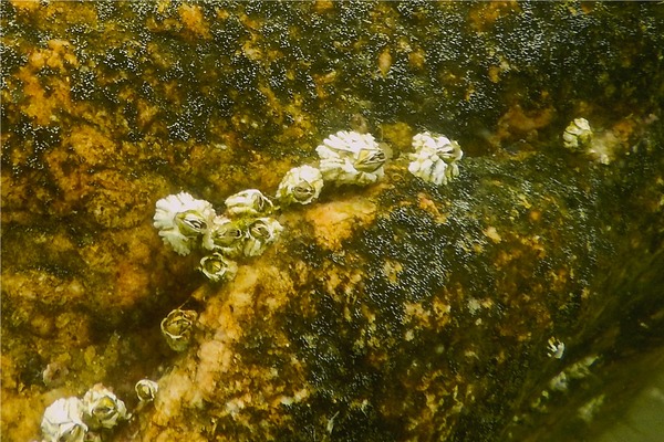 Barnacles - Northern Rock Barnacle