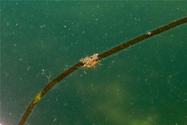 Crabs - Arctic Lyre Crab