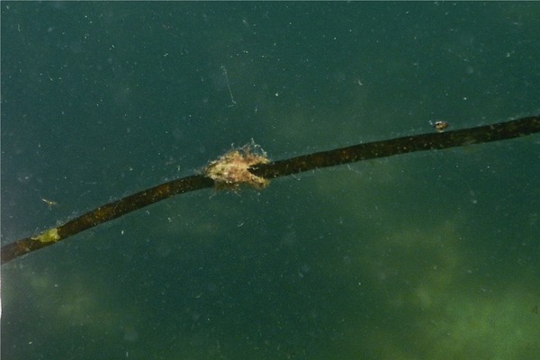 Crabs - Arctic Lyre Crab