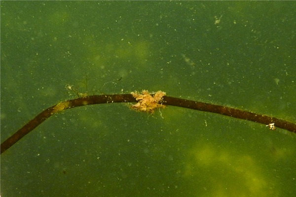 Crabs - Arctic Lyre Crab