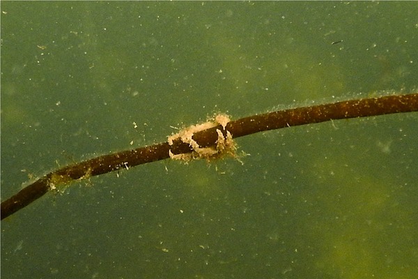 Crabs - Arctic Lyre Crab