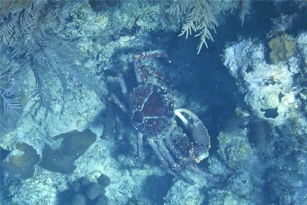 Spider Crabs - Channel Clinging Crab