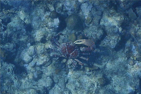Spider Crabs - Channel Clinging Crab Spider Crabs - Channel Clinging Crab