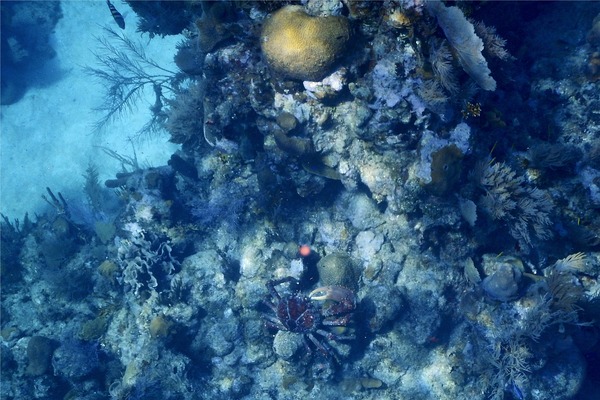 Spider Crabs - Channel Clinging Crab Spider Crabs - Channel Clinging Crab
