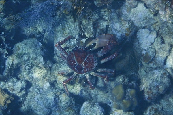 Spider Crabs - Channel Clinging Crab Spider Crabs - Channel Clinging Crab