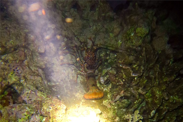 Spiny Lobsters - Spotted Spiny Caribbean Lobster Spiny Lobsters - Spotted Spiny Caribbean Lobster