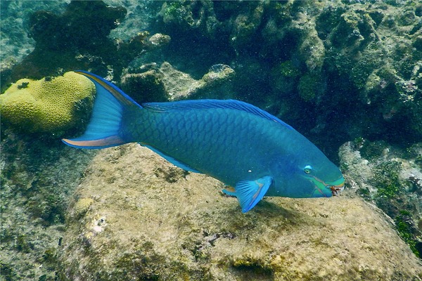 Parrotfish - Queen Parrotfish Parrotfish - Queen Parrotfish